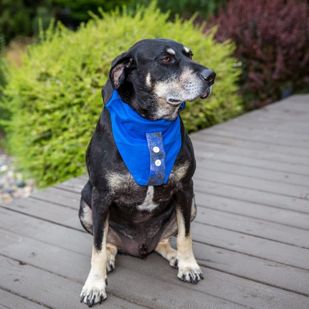 Fancy Pet Scarf Dog Bandana Blue Button Thru